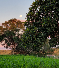 Sítio Várzea do Gado