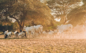 Sistema ILPF: como funciona a integração lavoura, pecuária e floresta