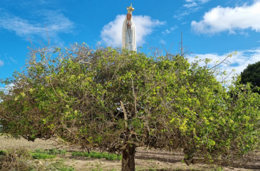 Best Way to Do Eco and Agriculture